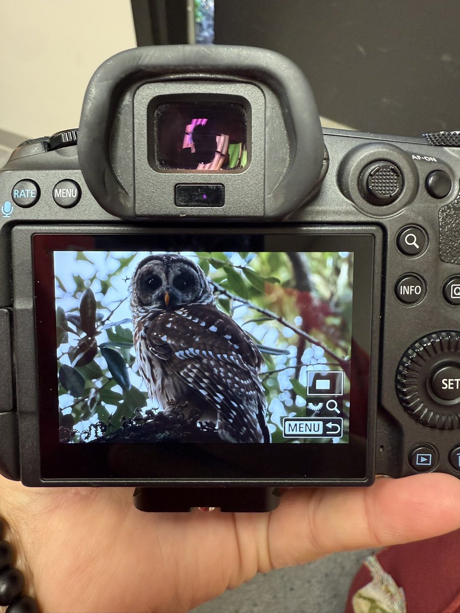 Morning visitor by the office, Barred Owl 🦉
