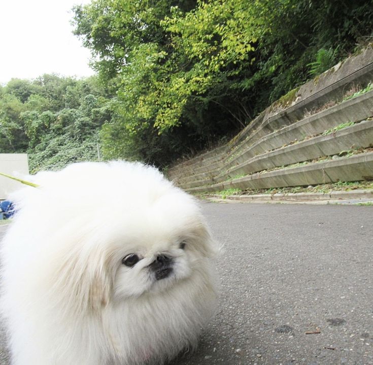 DALsol0044's tweet photo. 우울하니까 패키니즈랑 베를링턴테리어의 주둥이 길이 차이나 볼까 https://t.co/EYNcisJPDl