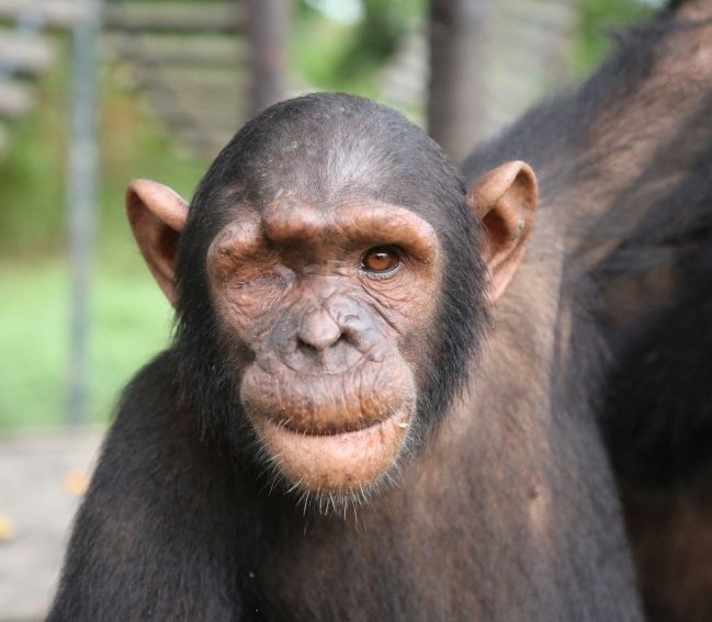 Unidad Divulgación Científica Fac.Veterinaria UCM (@udcvet) on Twitter photo 📢📢📢 Nueva #NoticiaUDCVet en nuestra web!!!
🐵"Una operación ocular salva la vida de Zezé, un joven chimpancé del Congo rescatado por <a href="/JaneGoodallInst/">Dr. Jane Goodall & the Jane Goodall Institute</a>", liderado por compañeros/as de <a href="/VeterinariaUCM/">FVeterinariaUCM</a> y del #HCVC <a href="/unicomplutense/">Complutense</a> ✨️✨️
▶️ Lee aquí: ucm.es/udcvet/una-ope… 📢📢📢 Nueva #NoticiaUDCVet en nuestra web!!!
🐵"Una operación ocular salva la vida de Zezé, un joven chimpancé del Congo rescatado por <a href="/JaneGoodallInst/">Dr. Jane Goodall & the Jane Goodall Institute</a>", liderado por compañeros/as de <a href="/VeterinariaUCM/">FVeterinariaUCM</a> y del #HCVC <a href="/unicomplutense/">Complutense</a> ✨️✨️
▶️ Lee aquí: ucm.es/udcvet/una-ope…