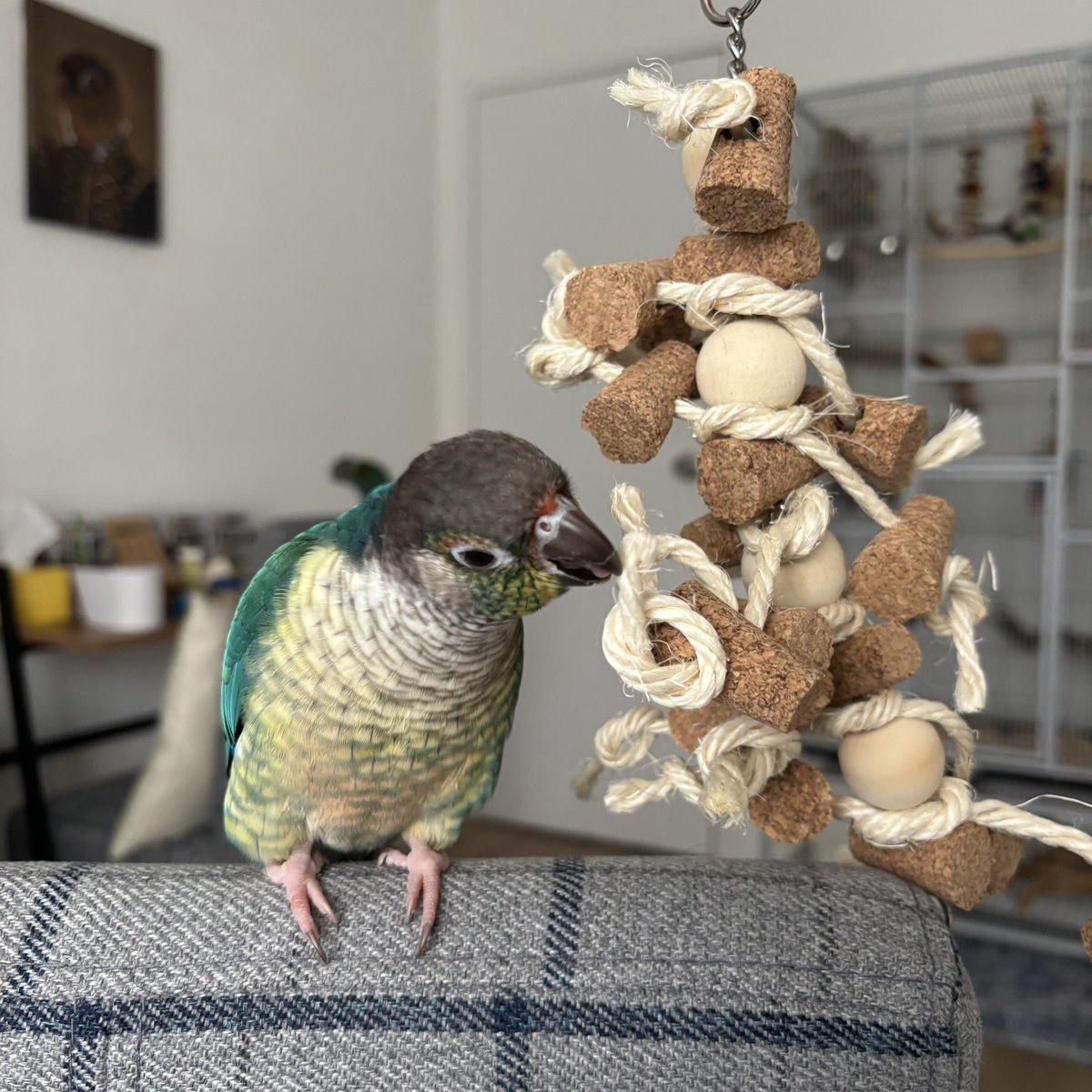 NorthernParrots's tweet image. 20% off NP toys when you buy two or more!
#ParrotToys #BirdToys #ParrotLovers #BirdSale
