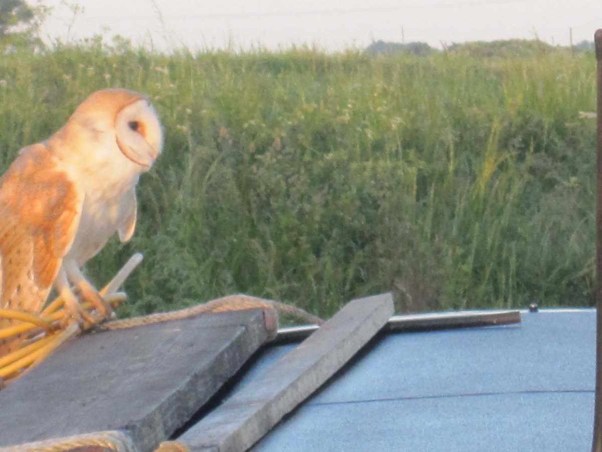 Amazing photos of a barn owl on a boat on the Middle Level Navigations, with many thanks to John Revell