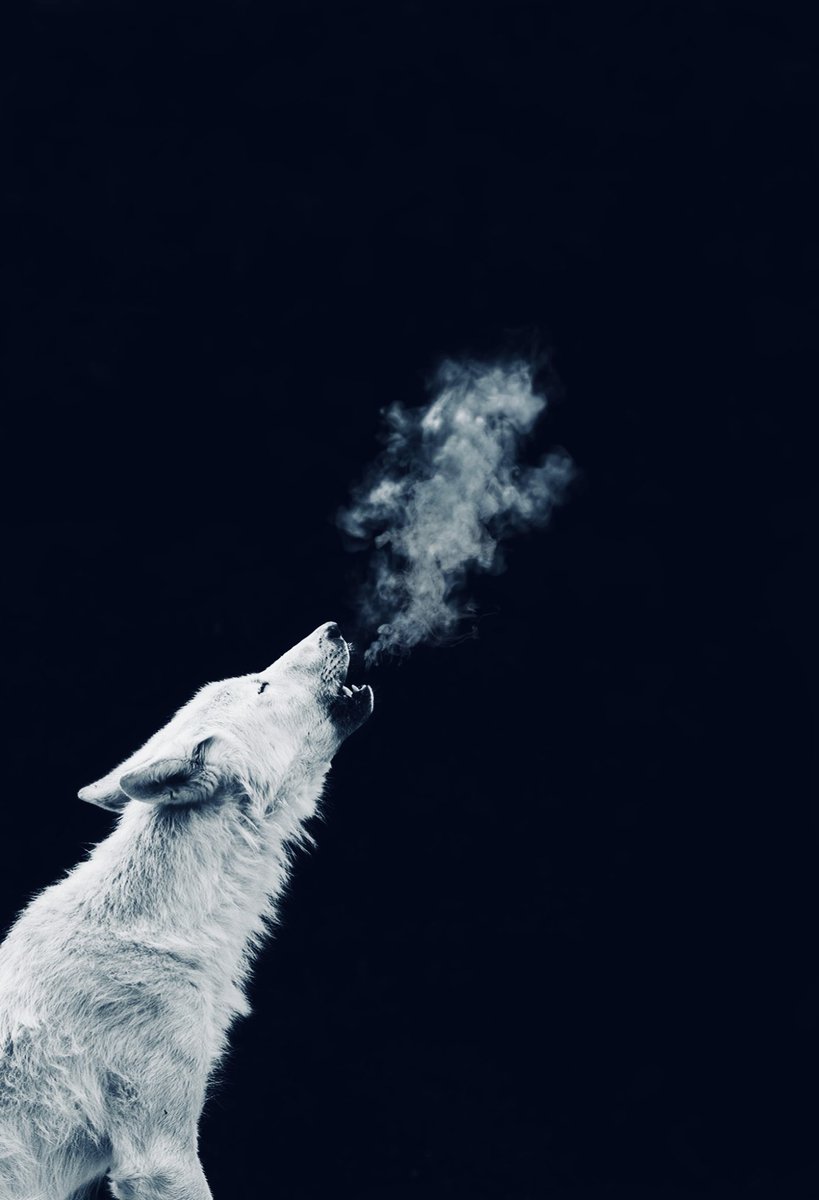 The white wolf cries to let the dark know who owns it.