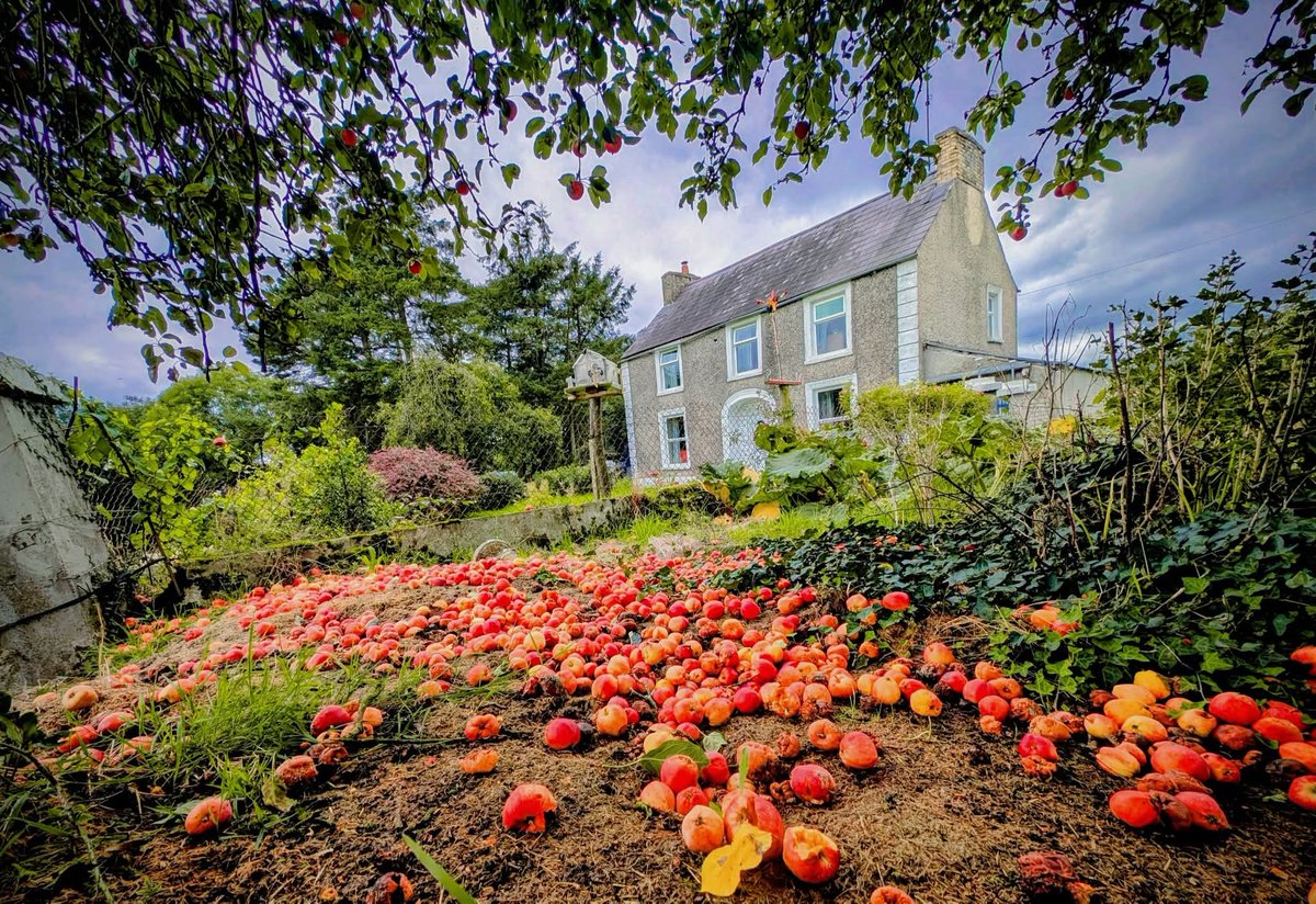 JasMcCartan's tweet photo. Fallen Apples, County Tyrone. The garden had the sweet aroma of cider.
 📸 Google Pixel 8 Pro https://t.co/T1XLUE4Clb