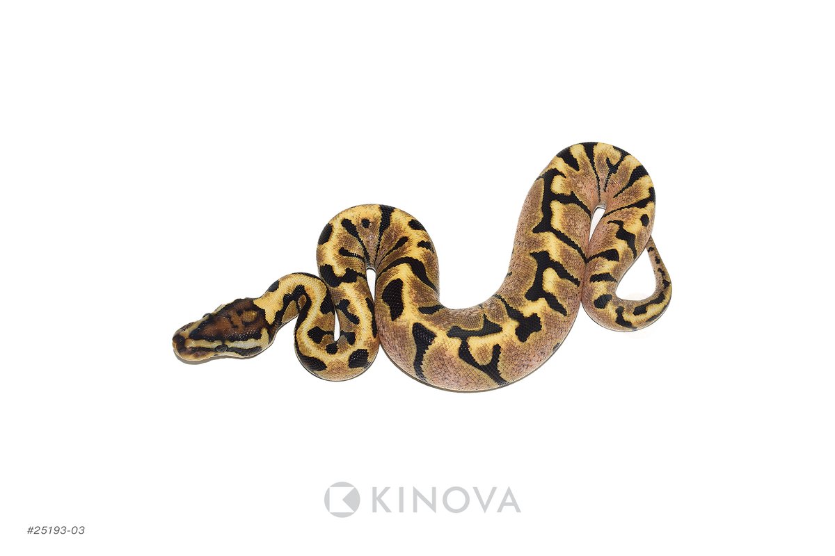 KINOVA Reptiles tweet media