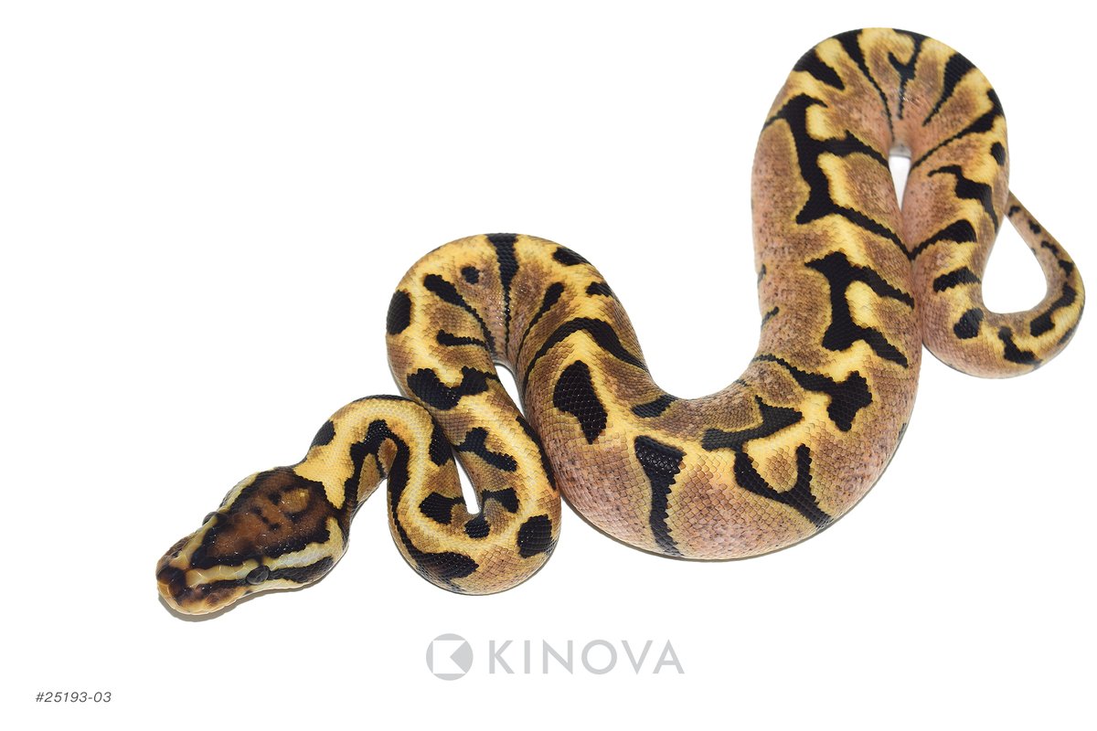 KINOVA Reptiles tweet media