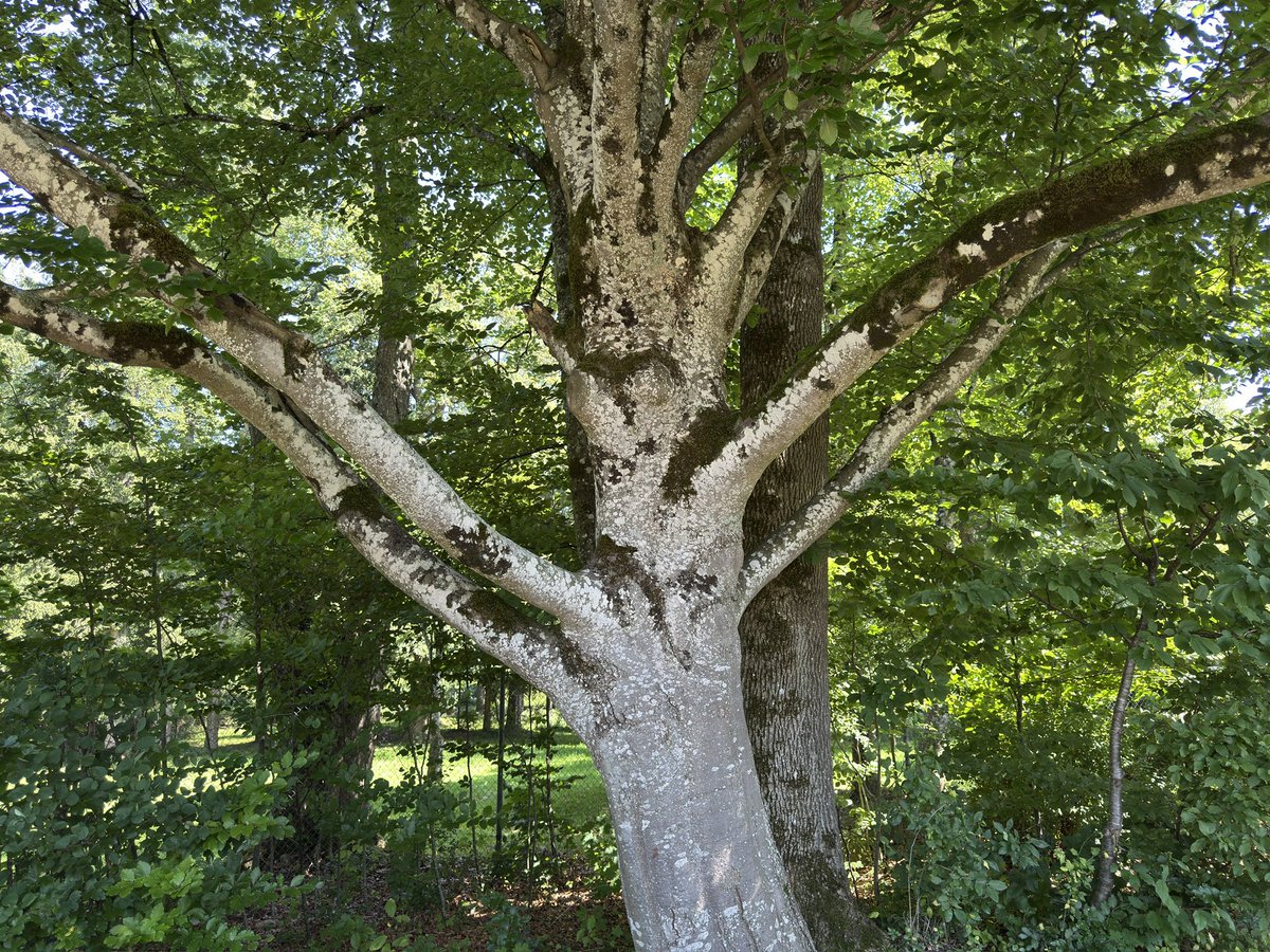 #thicktrunktuesday The tree is housing moss and lichens. Baum mit Moos und Flechten.