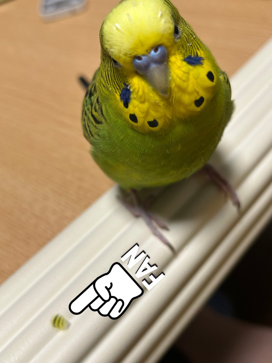 セキセイインコ11歳