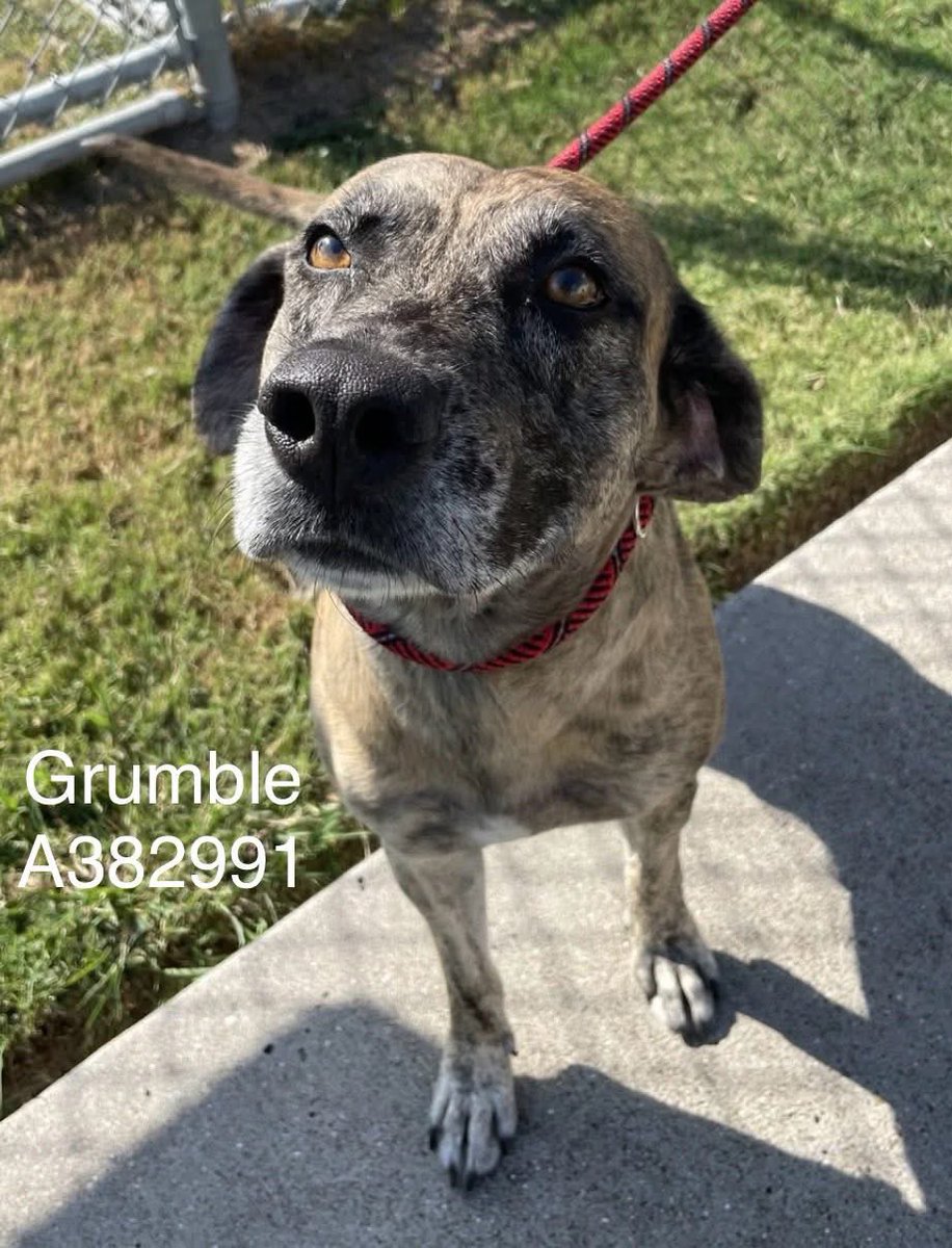 Lisa Brabson. (@lisabrabson) on Twitter photo GRUMBLE #A382991 3yo 
"PLZ HELP ME! Word is,I'M RUNNING OUT OF TIME 😭 "
"SOMEONE PLZ SAVE ME!"
Darling GRUMBLE is the most Darling boy!
So tender & sweet,so absolutely adorable! 
So much expression on his precious face!
PLZ #ADOPT #FOSTER OR #PLEDGE FOR RESCUE ⛑️ #CORPUSCHRISTI GRUMBLE #A382991 3yo 
"PLZ HELP ME! Word is,I'M RUNNING OUT OF TIME 😭 "
"SOMEONE PLZ SAVE ME!"
Darling GRUMBLE is the most Darling boy!
So tender & sweet,so absolutely adorable! 
So much expression on his precious face!
PLZ #ADOPT #FOSTER OR #PLEDGE FOR RESCUE ⛑️ #CORPUSCHRISTI
