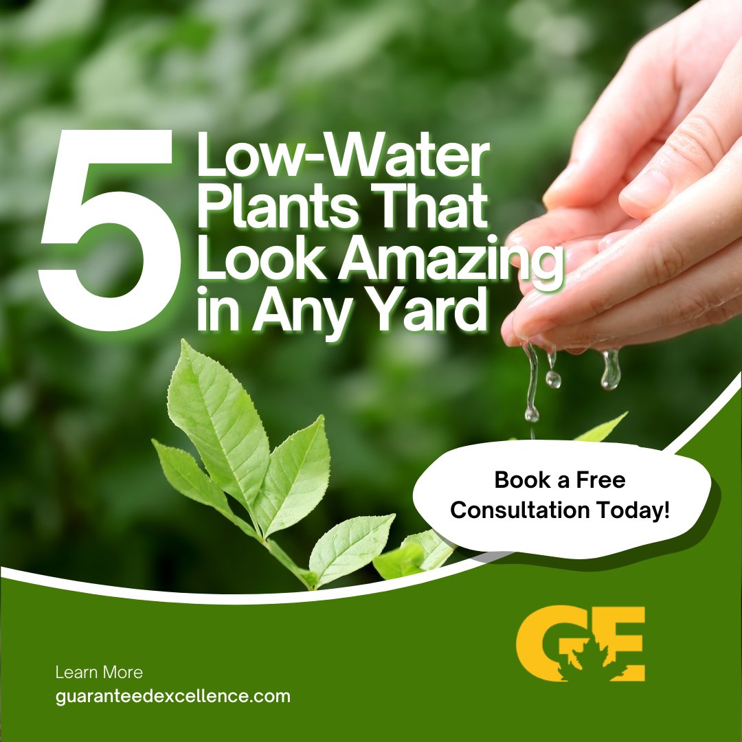 GuaranteedExcel's tweet photo. Save water 🌱 without losing beauty!
5 Colorado natives that thrive with little water:
💜 Penstemon
💛 Rabbitbrush
🌾 Blue Grama Grass
🌼 Blanket Flower
🌵 Yucca
Pro tip: Group them for easy care + big impact!
#DroughtTolerant #ColoradoLandscaping https://t.co/Yz4DA5PYVm