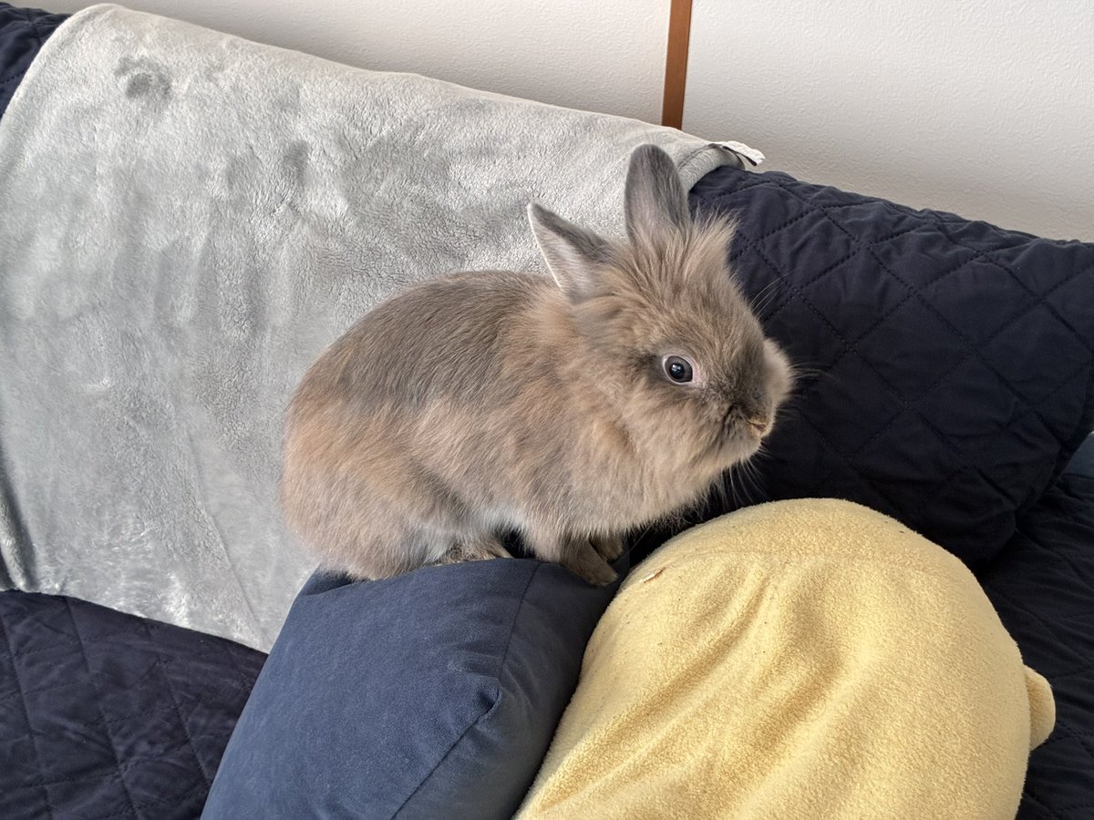 nibiru_rabbit's tweet image. クッションの上に乗るうさぎ
#うさぎ
