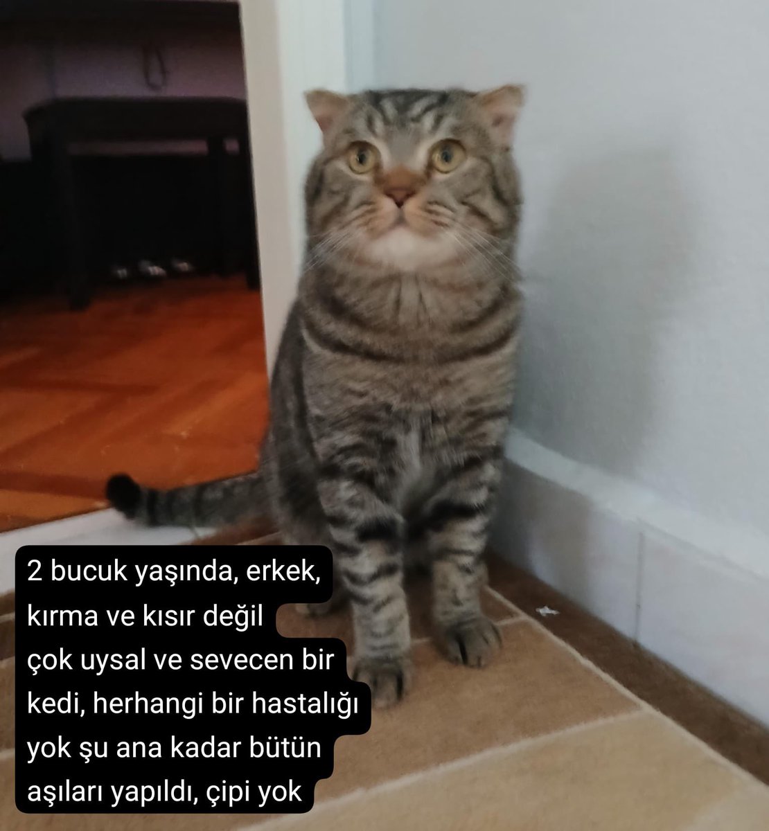 “Bugün yuva bulmak için son günü sokağa dönüyor.” yazmış ilanı ileten kişi. 
📍Bursa