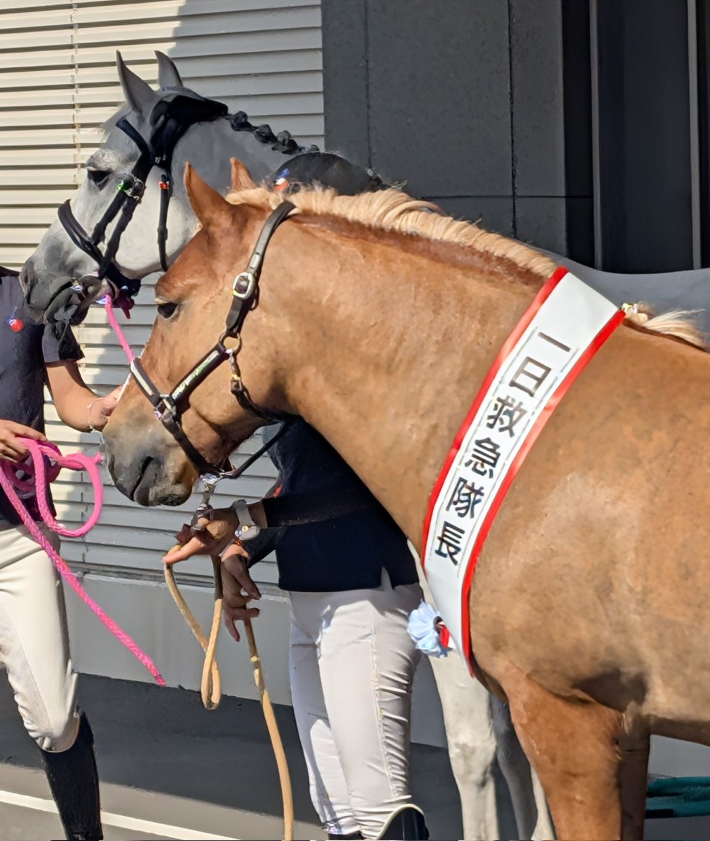 カサマックス の収録で #笠松競馬場 行ったんだけど途中マカロンちゃん
