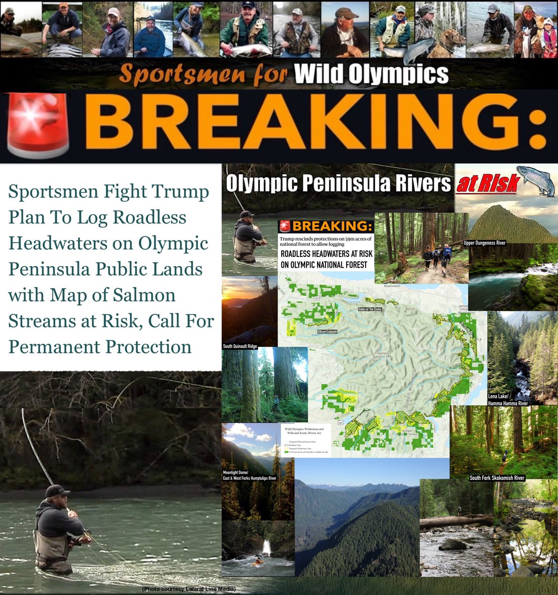 🚨BREAKING: Sportsmen Fight Trump Plan to Log #Roadless Headwaters on Olympic National Forest with Map of Salmon Streams at Risk if #RoadlessRule is Rescinded, Call For Permanent Protection by passing #WildOlympics Act 
tinyurl.com/SportsmenForWi…