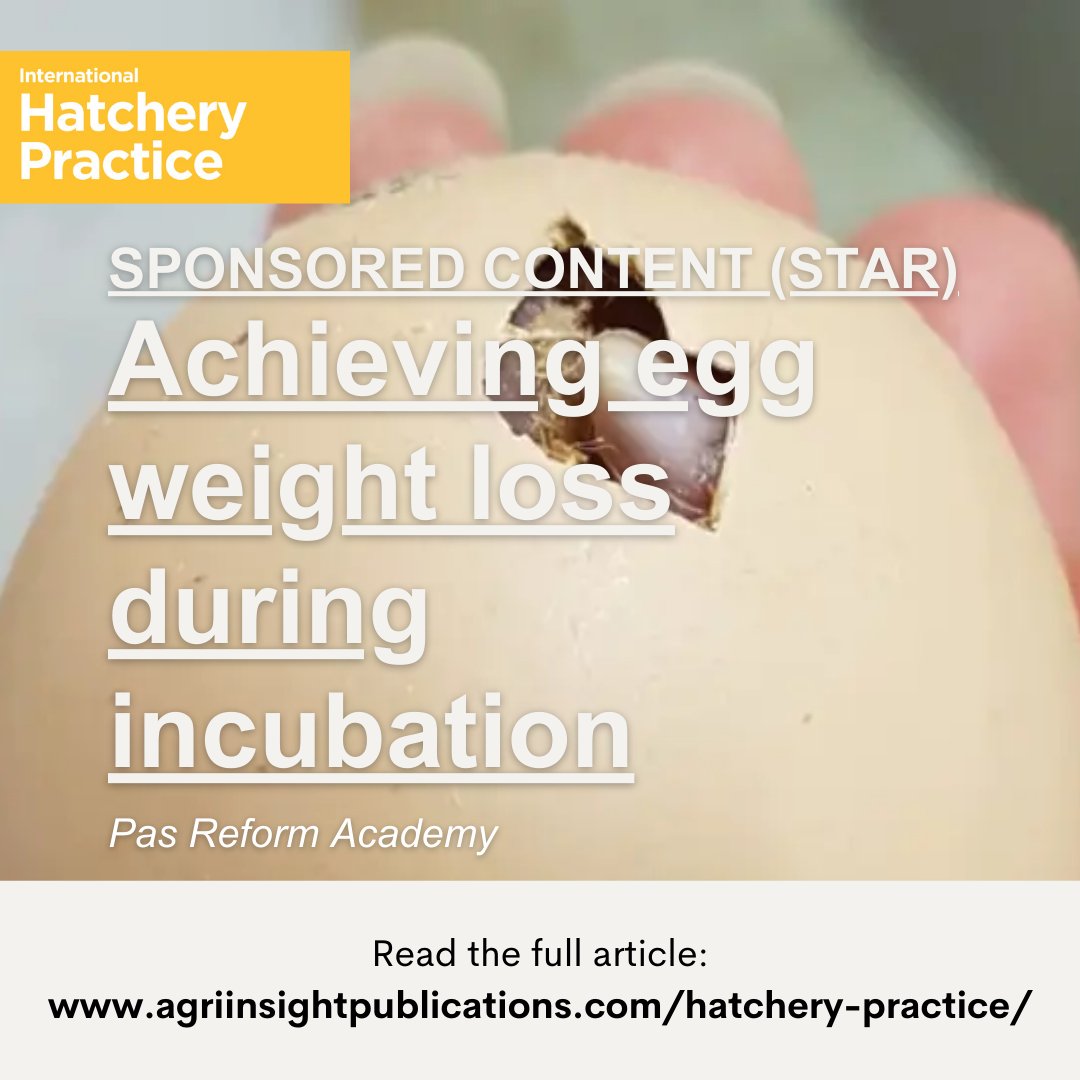 Egg weight loss is one of the most critical factors in incubation success. <a href="/PasReform/">Royal Pas Reform</a> explains how it impacts chick quality, hatchability, and hatchery results.

Read more: agriinsight.link/IHP_39_6_PasRe…

#incubation #hatcherymanagement #chickquality