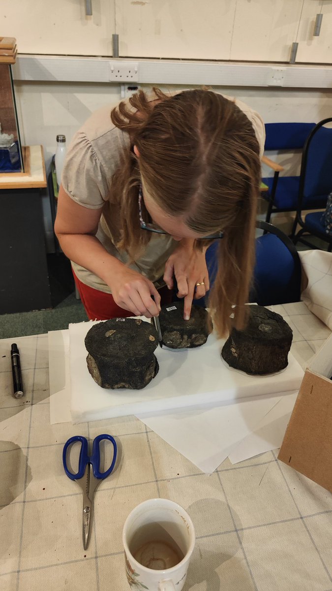 outfossiling's tweet image. Congratulations, this couldn't be more true. As I've been very busy working with the @Northlincmuseum helping to 
Pack up the #scunthorpepliosaur into new boxes purchased through the museums core collections budget. Ready to move to its permanent storage location.