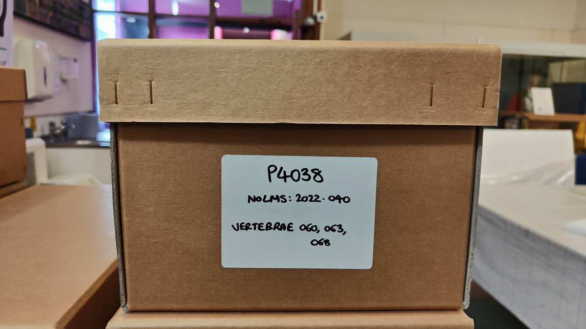 outfossiling's tweet image. Congratulations, this couldn't be more true. As I've been very busy working with the @Northlincmuseum helping to 
Pack up the #scunthorpepliosaur into new boxes purchased through the museums core collections budget. Ready to move to its permanent storage location.