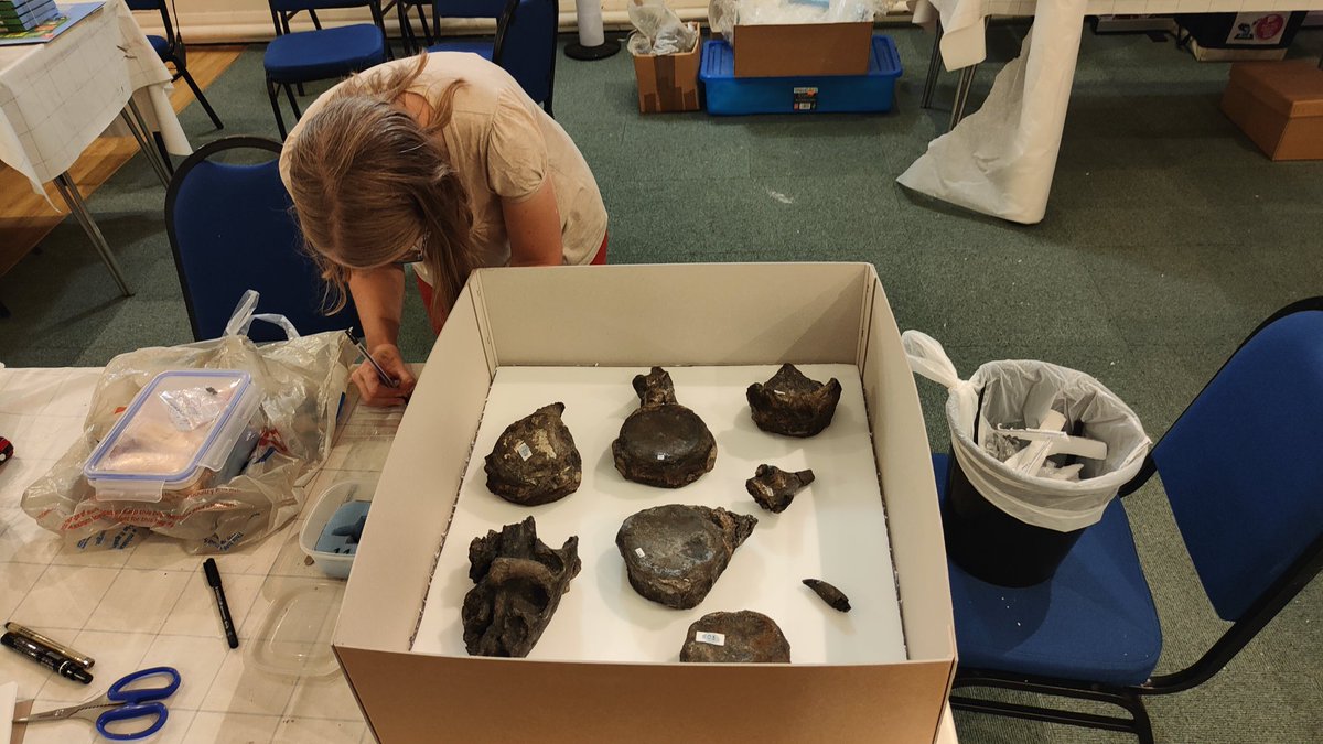 outfossiling's tweet image. Congratulations, this couldn't be more true. As I've been very busy working with the @Northlincmuseum helping to 
Pack up the #scunthorpepliosaur into new boxes purchased through the museums core collections budget. Ready to move to its permanent storage location.
