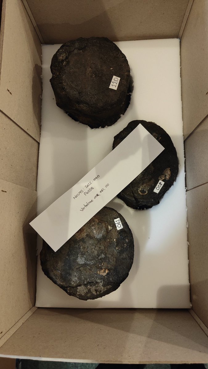outfossiling's tweet image. Congratulations, this couldn't be more true. As I've been very busy working with the @Northlincmuseum helping to 
Pack up the #scunthorpepliosaur into new boxes purchased through the museums core collections budget. Ready to move to its permanent storage location.