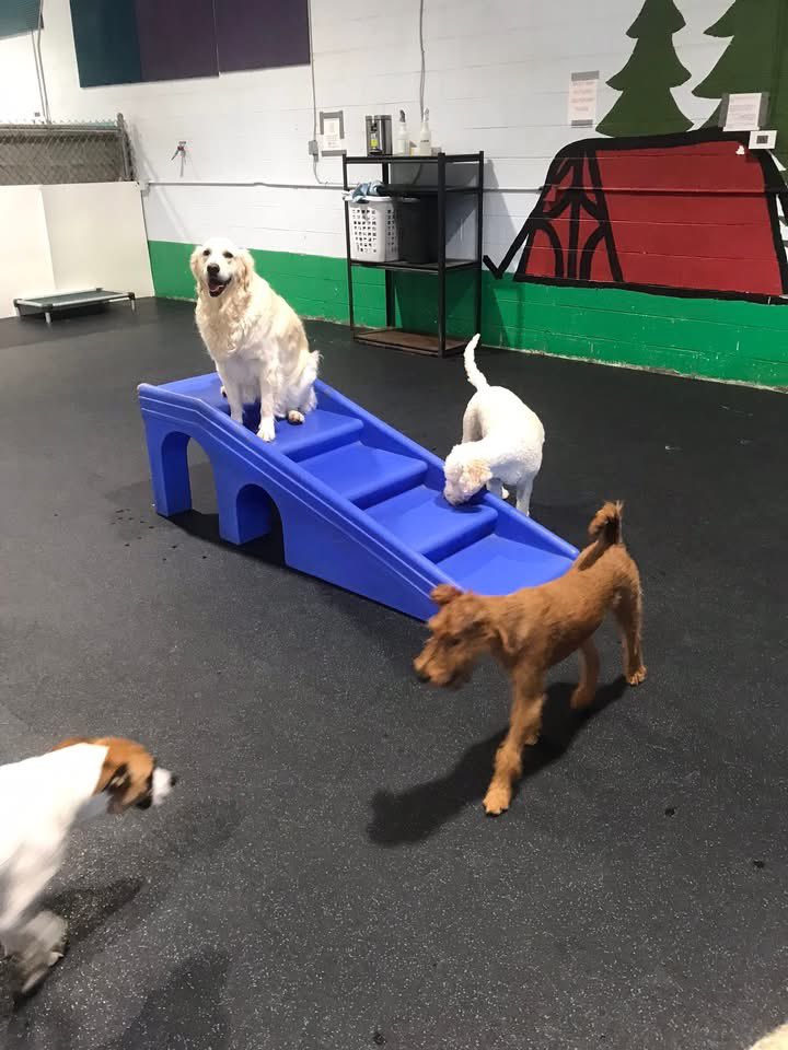 HuMom almost forgot to post our ⛺️ picture from yesterday…