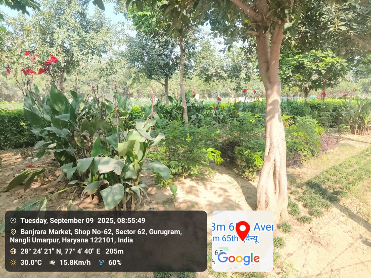 OfficialGMDA's tweet photo. 🌿 Green belt upkeep along Sector 62/65 master road is being carried out by GMDA under CSR initiative to strengthen Gurugram’s green cover.
#Sustainability #CSRpartnership #GoGreen #plantation
@DC_Gurugram @MunCorpGurugram @CAQM_Official https://t.co/zRfN4QP1ZS