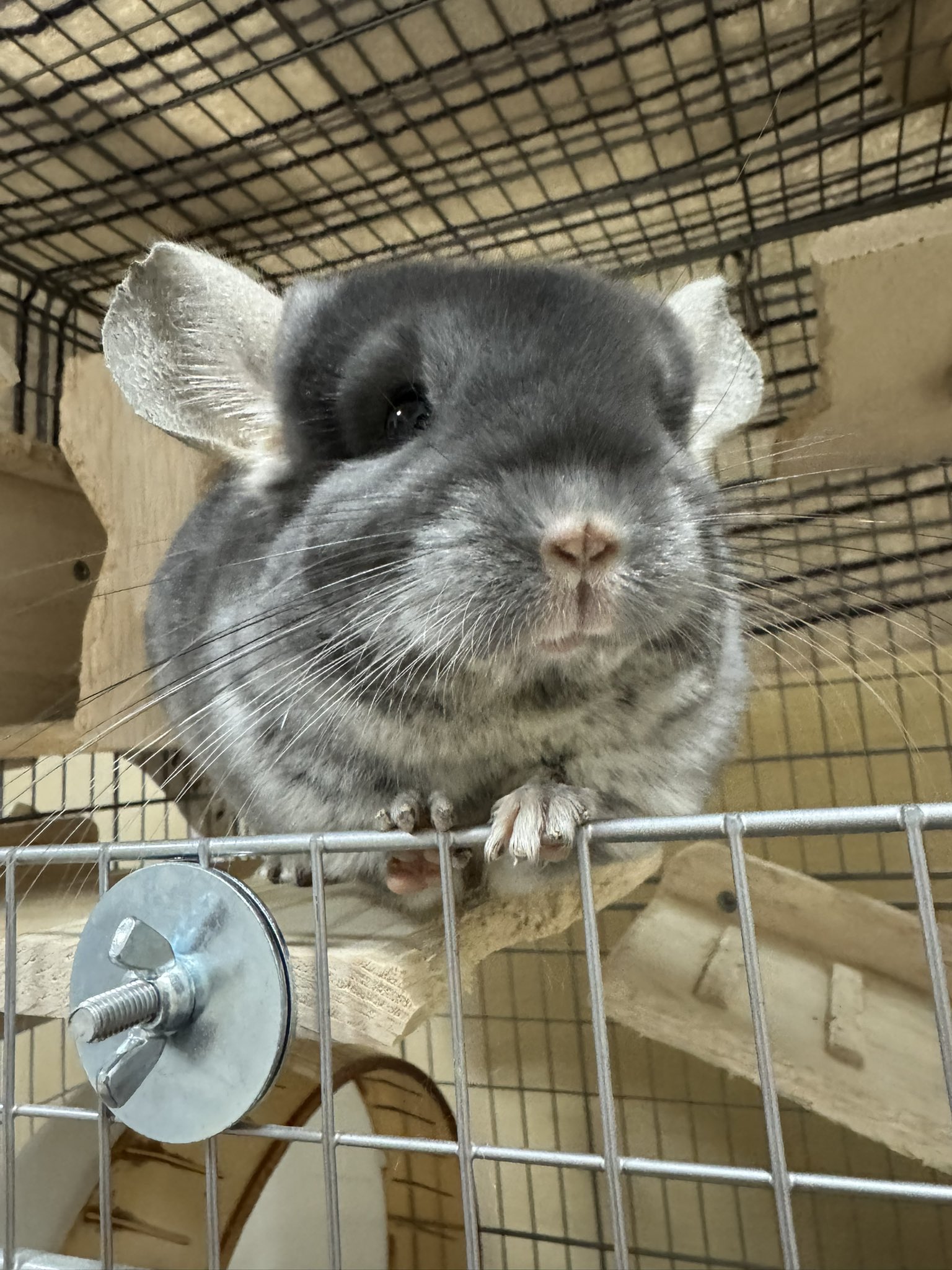 専用☆エンプレス チンチラ EMPRESS CHINCHILLA ケープ 未使用 エンプレス チンチラ EMPRESS CHINCHILLA ケープ 未使用