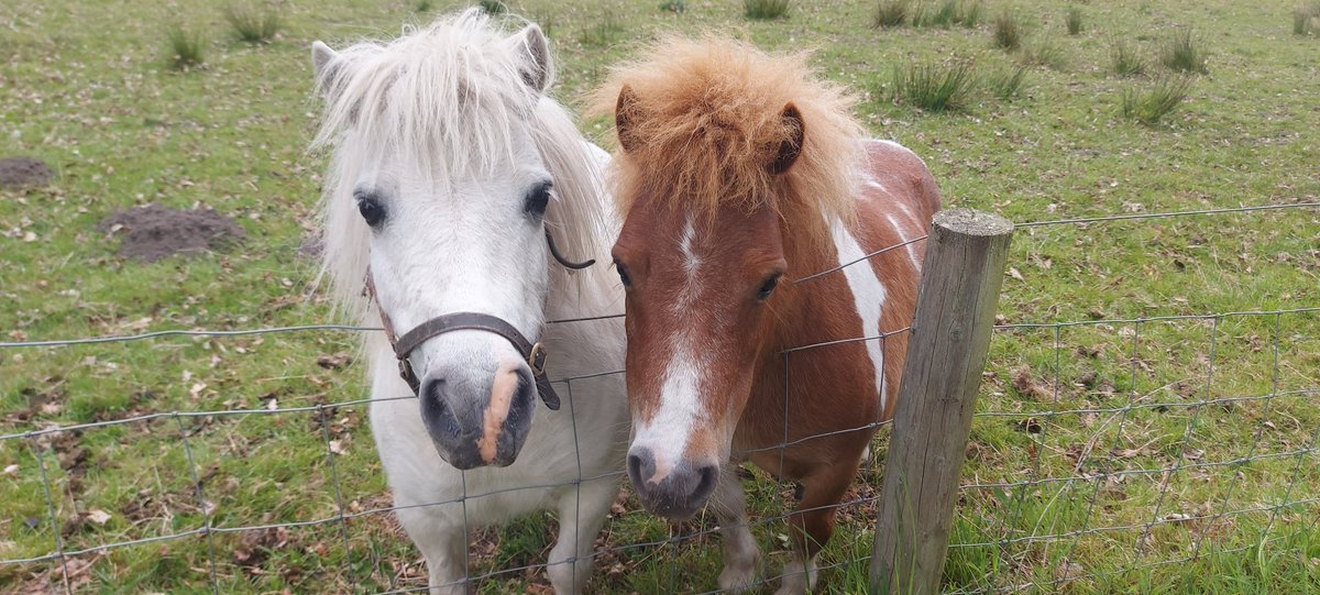 #Twosday

Everybody needs good neigh-bours! 🐴🫶🐴