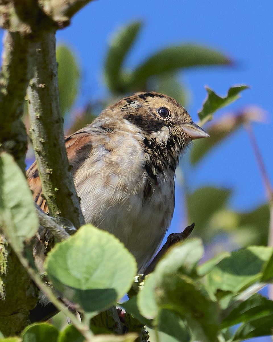 paul hayes tweet media