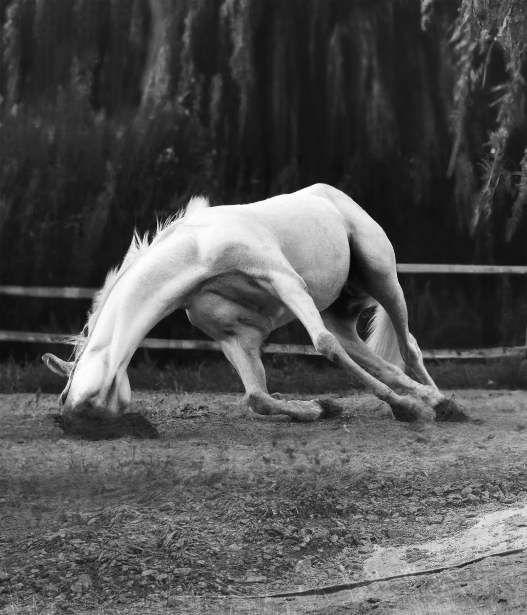 Gm with my own favourite of the collection THE LIMPING RACEHORSE: The Body Remembers Gravity. Collected by <a href="/itzevan/">voyager evan (🐥,🪱)</a> &amp; grateful it found such a good home. Curated by <a href="/_second_guess/">The Second-Guess</a>