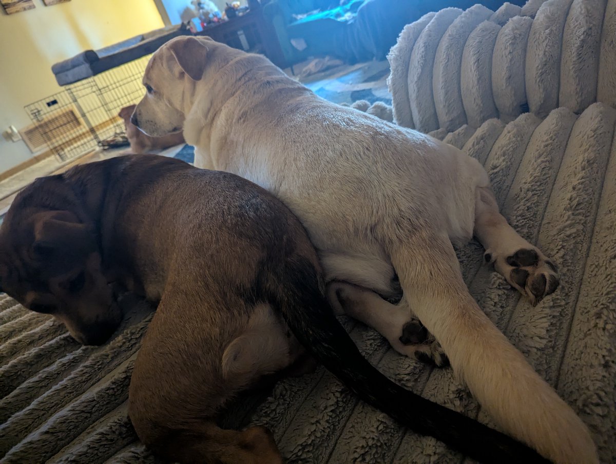 DogsRAngels1's tweet image. Feeling more like a Toe Beans Tuesday. #dogsontwitter