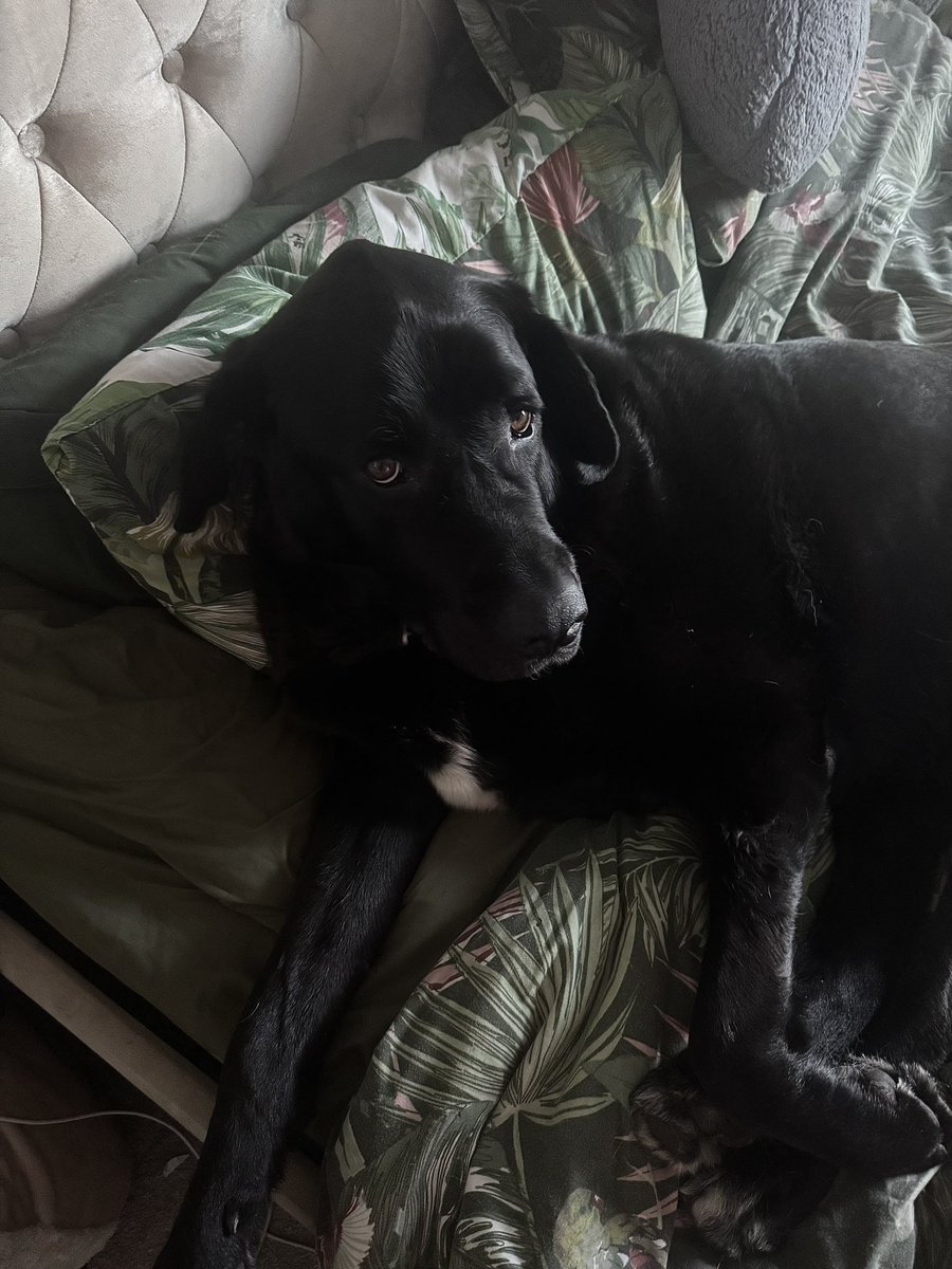 Louisew81502639's tweet photo. Iβm in bed, what do ya want?
#Eli #dogsofx #cheekyboy https://t.co/zDdGFyAF9h