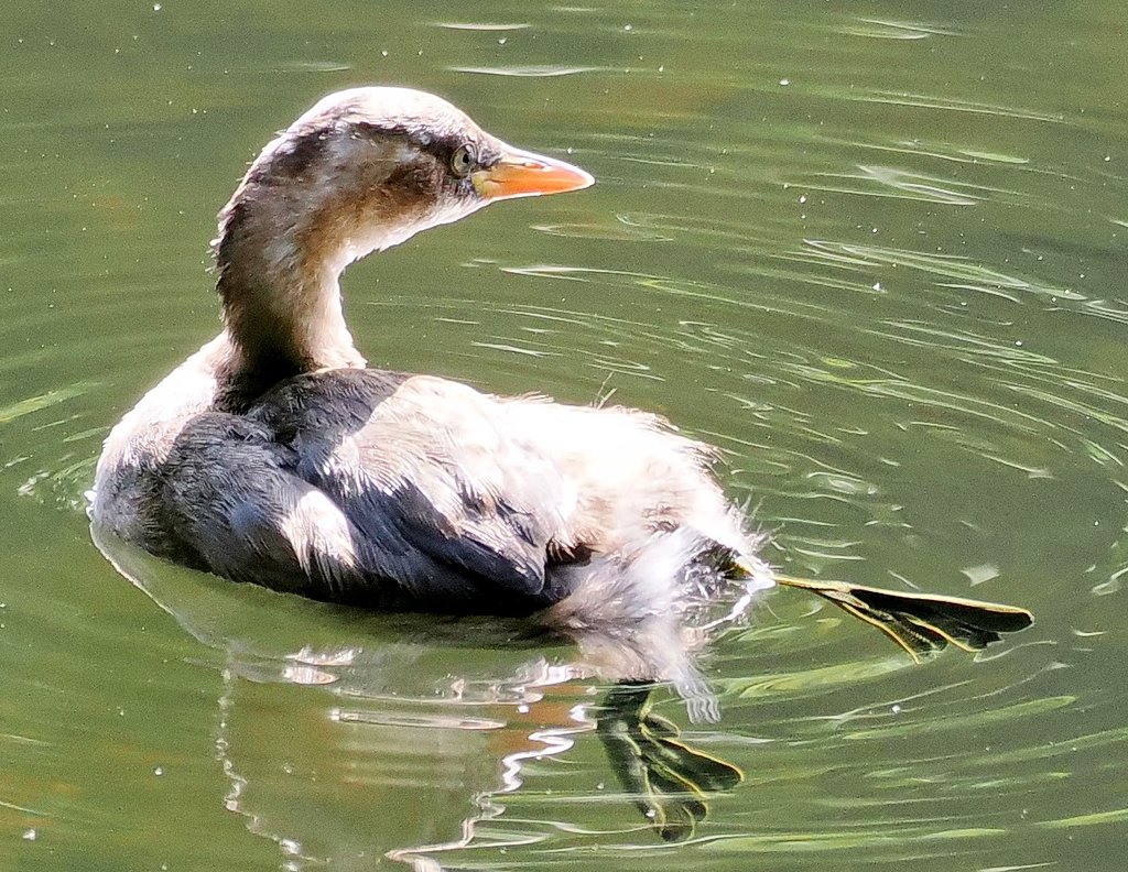 大きな弁足を見せて、くつろぐ若いカイツブリ😊
#野鳥撮影
#弁足
#カイツブリ
#OM1