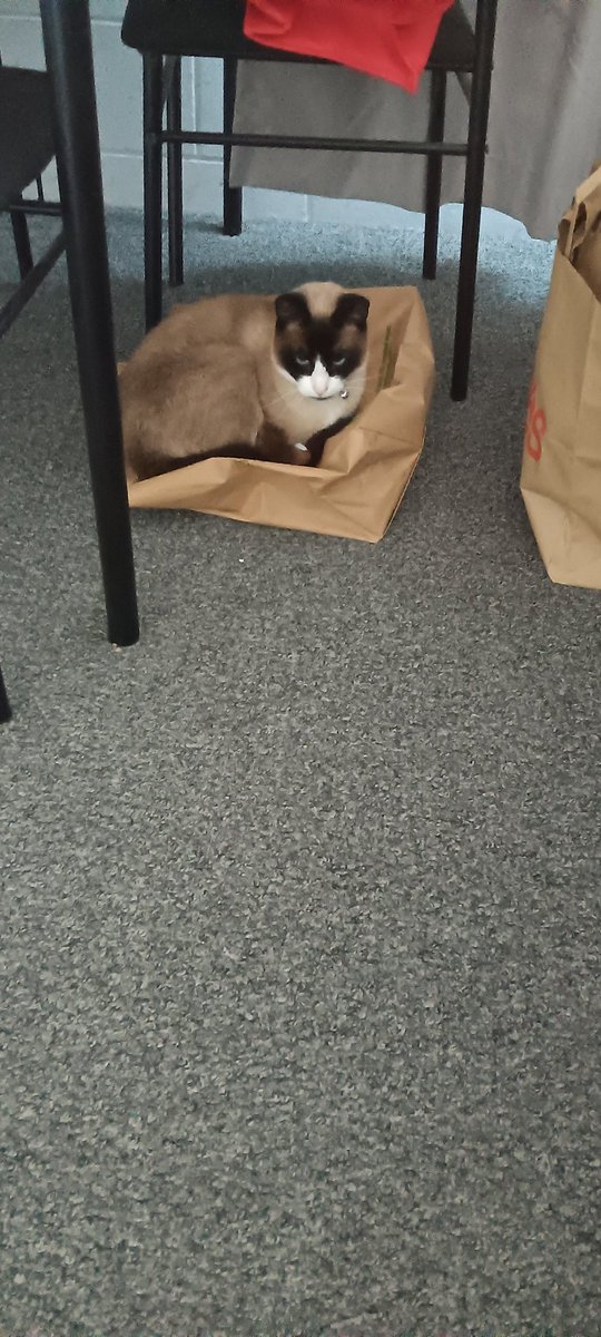 What is it with cats and bags? Squeak found another bag to sleep on