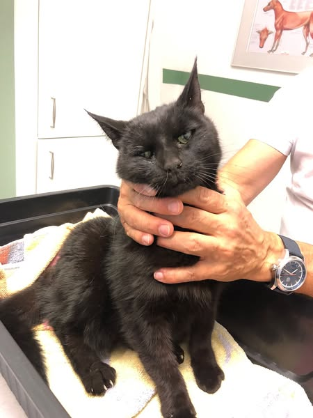 Fundtiermeldung vom Tierheim Oelzschau
Dieser Kater wurde in 04668 Grethen gesichert. Er ist kastriert, aber nicht gechippt und befindet sich nun bei uns im Tierheim.
Beim Tierarztbesuch wurde festgestellt, dass mit einem Diabolo auf ihn geschossen und dass er kürzlich angefahren