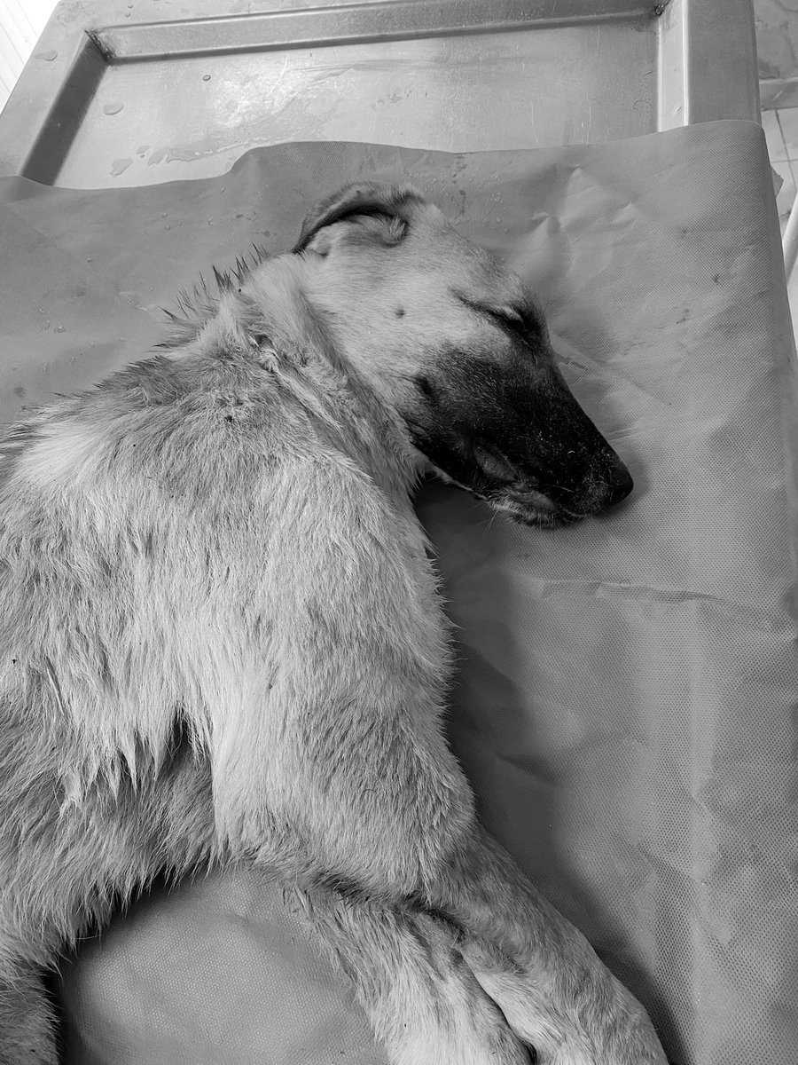 Başaramadık.

Cennette doya doya koş Ferit.