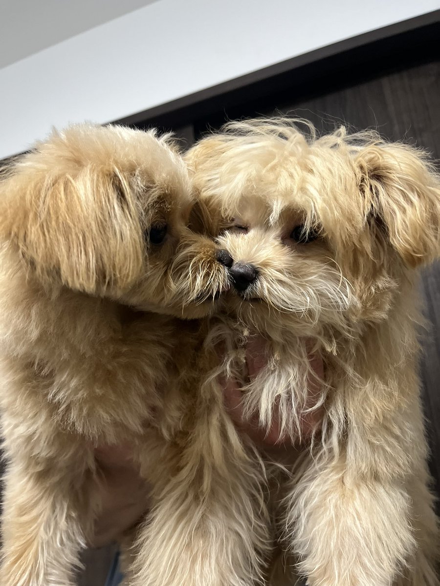 mochikome41928's tweet image. 妹子（右）が気になって仕方ないお姉ちゃんイッヌ（左）🎀

#ポメプー #pomapoo #MIX犬 
#犬のいる暮らし #犬好きさんと繋がりたい