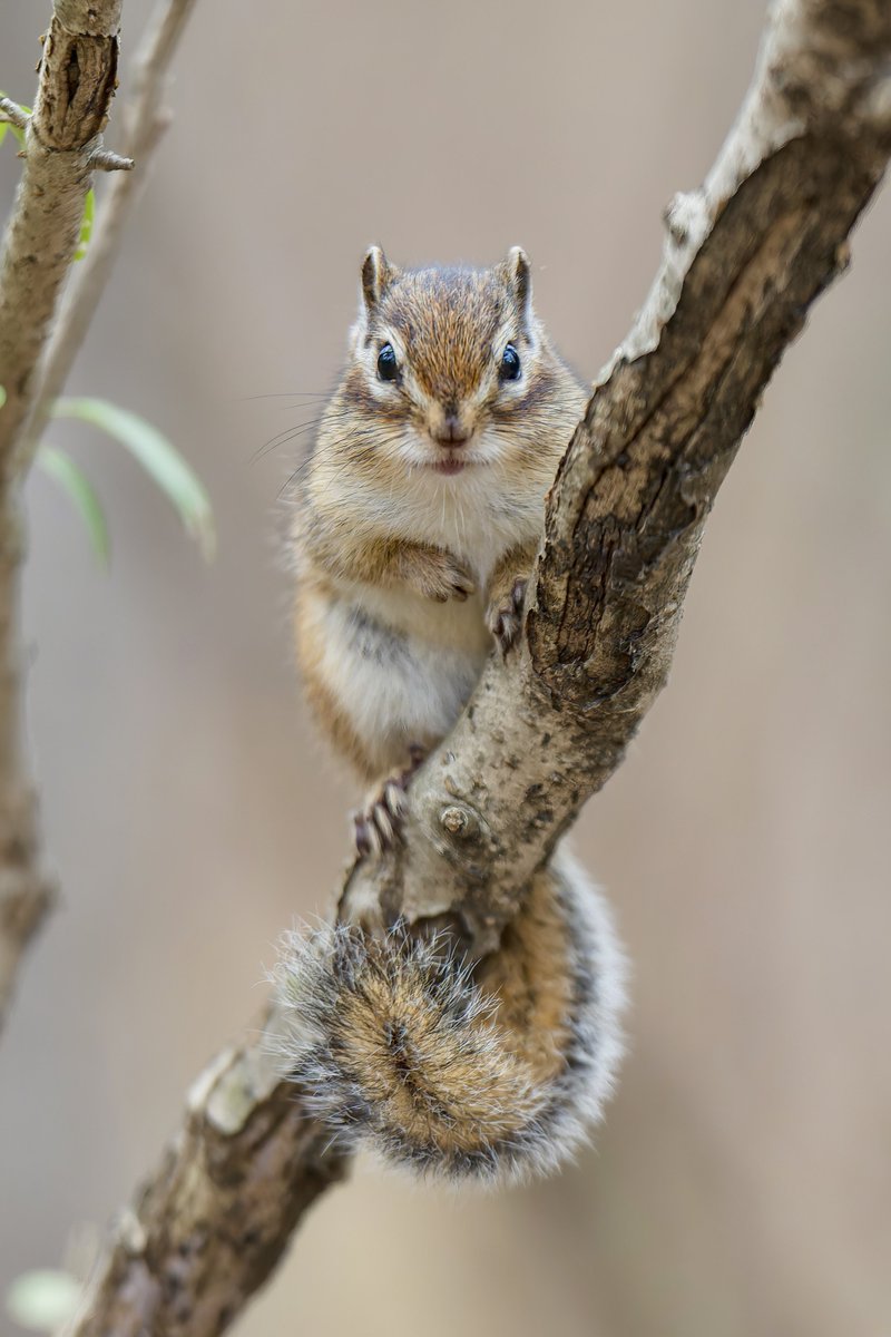 hirokirin_photo's tweet image. ほっぺパンパンじゃなくても
可愛いんだから🤍🐿️
なんか愛くるしいなと伝わったら
リポスト、フォロー頂けると嬉しいです☺️
