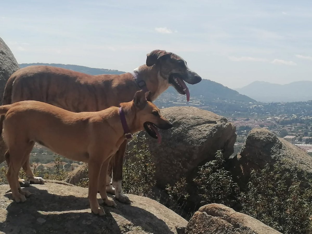 ¿Sabes que puedes venir a conocer a nuestros perrunos? Es la mejor manera de enamorarte de un compañero de por vida 🥰 #elalberguedecris

¿Te interesa? Llama o escríbenos un WhatsApp al 609.146.904 👏