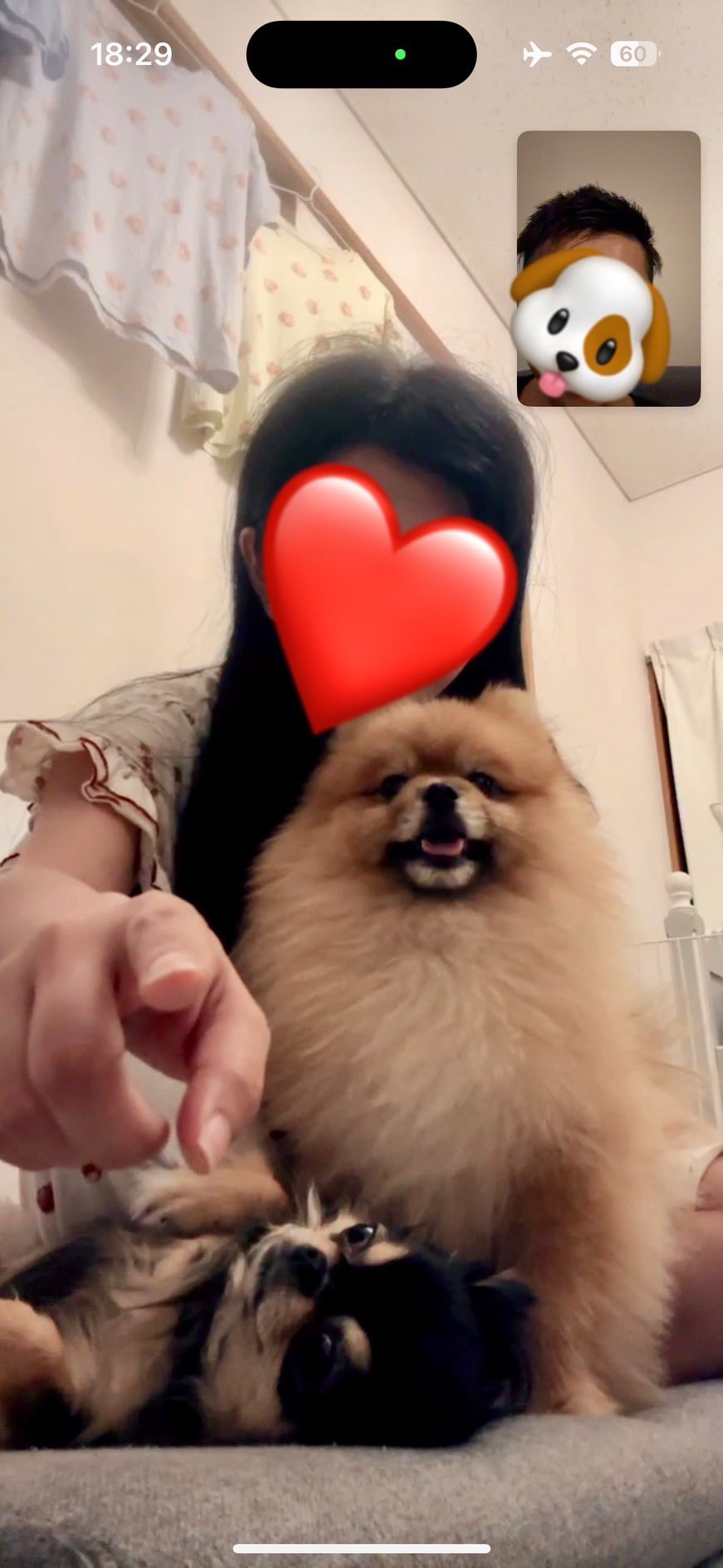 ★イヌネコ Pet好き★ 楽天市場】ペットベッド 犬 ベッド 犬用ベッド 猫用 ベット 猫犬