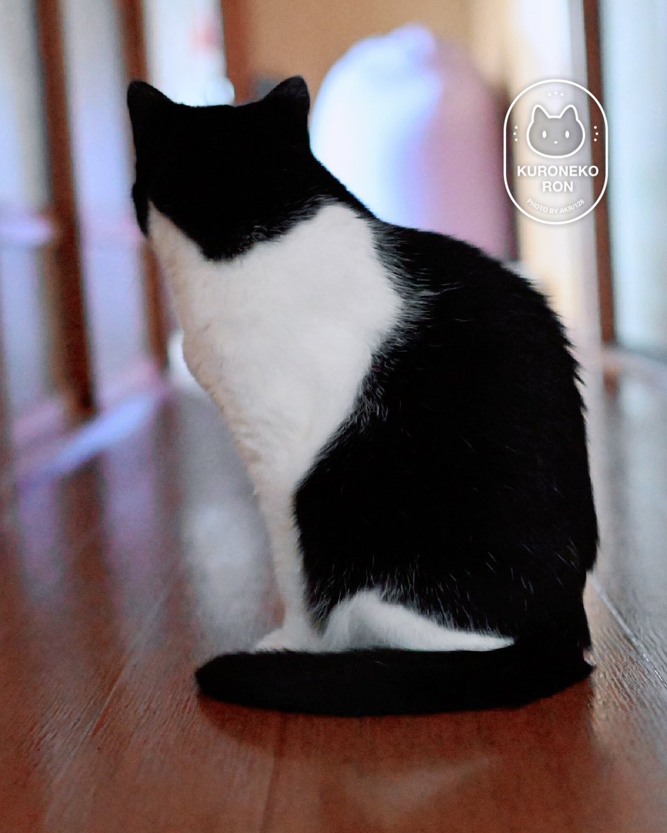 後頭部のシルエットかわいすぎる 前から見てもかわいいですけども