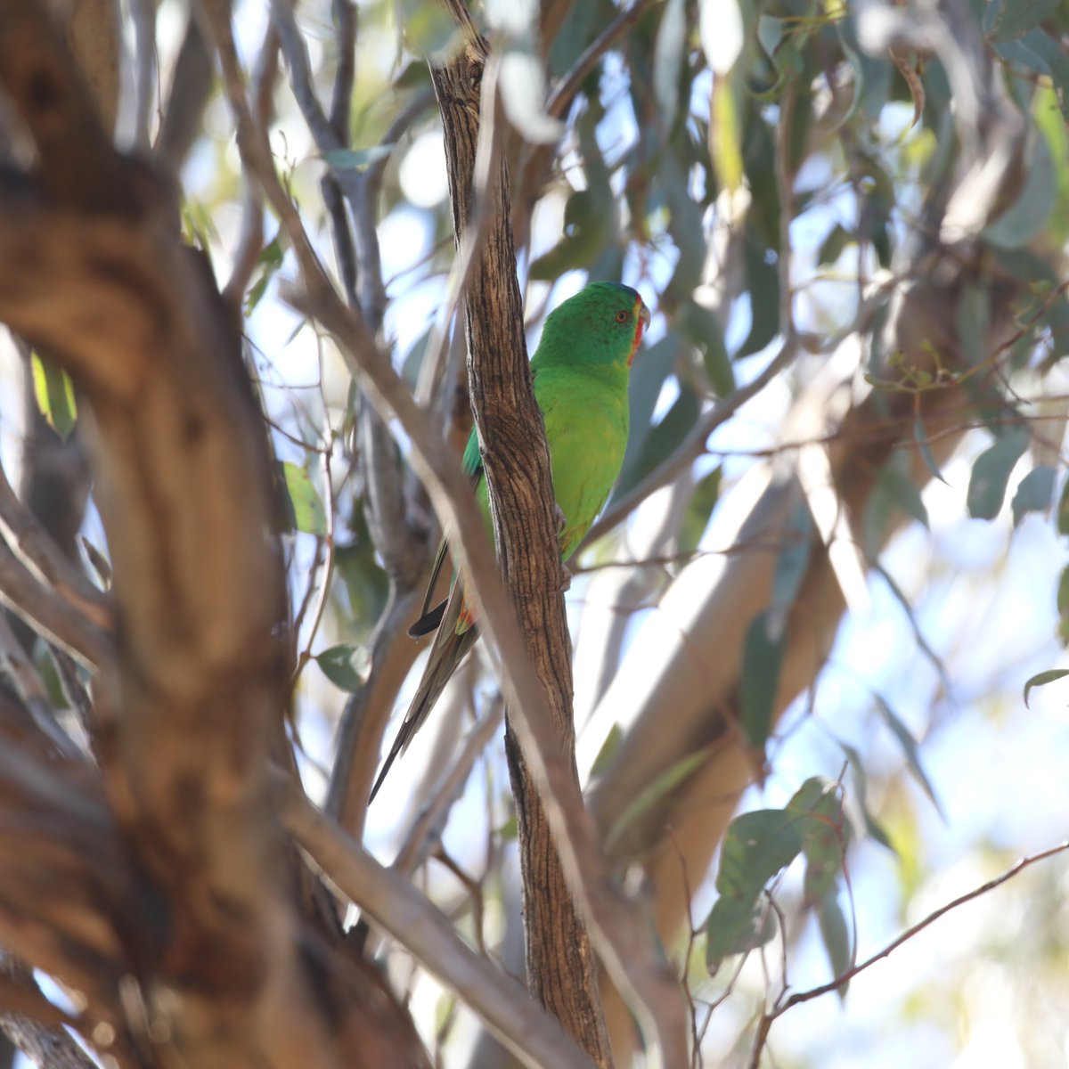 BushHeritageAus's tweet image. 🦜 #TaylorSwift may have recently said yes 💍, but the real headline at Nardoo Hills Reserve is a visit from her namesake: the #SwiftParrot! These #criticallyendangered beauties have migrated from #Tasmania to feed on flowering #eucalypts, and our local ecologist Rowan Mott was…