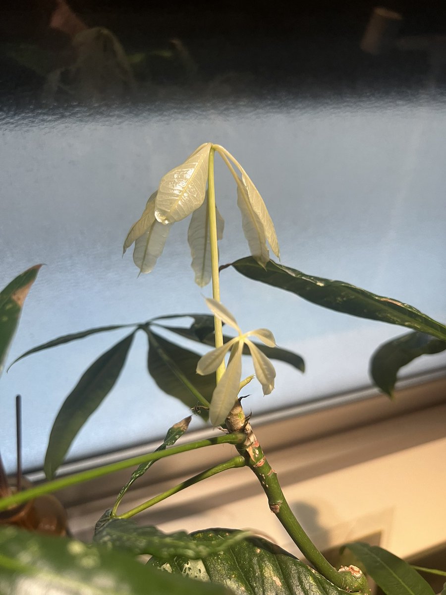 譲って貰ったパキラ育ててたら、真っ白の葉っぱが出てきた‼︎これは珍しいのでは？？？
#パキラ　#観葉植物