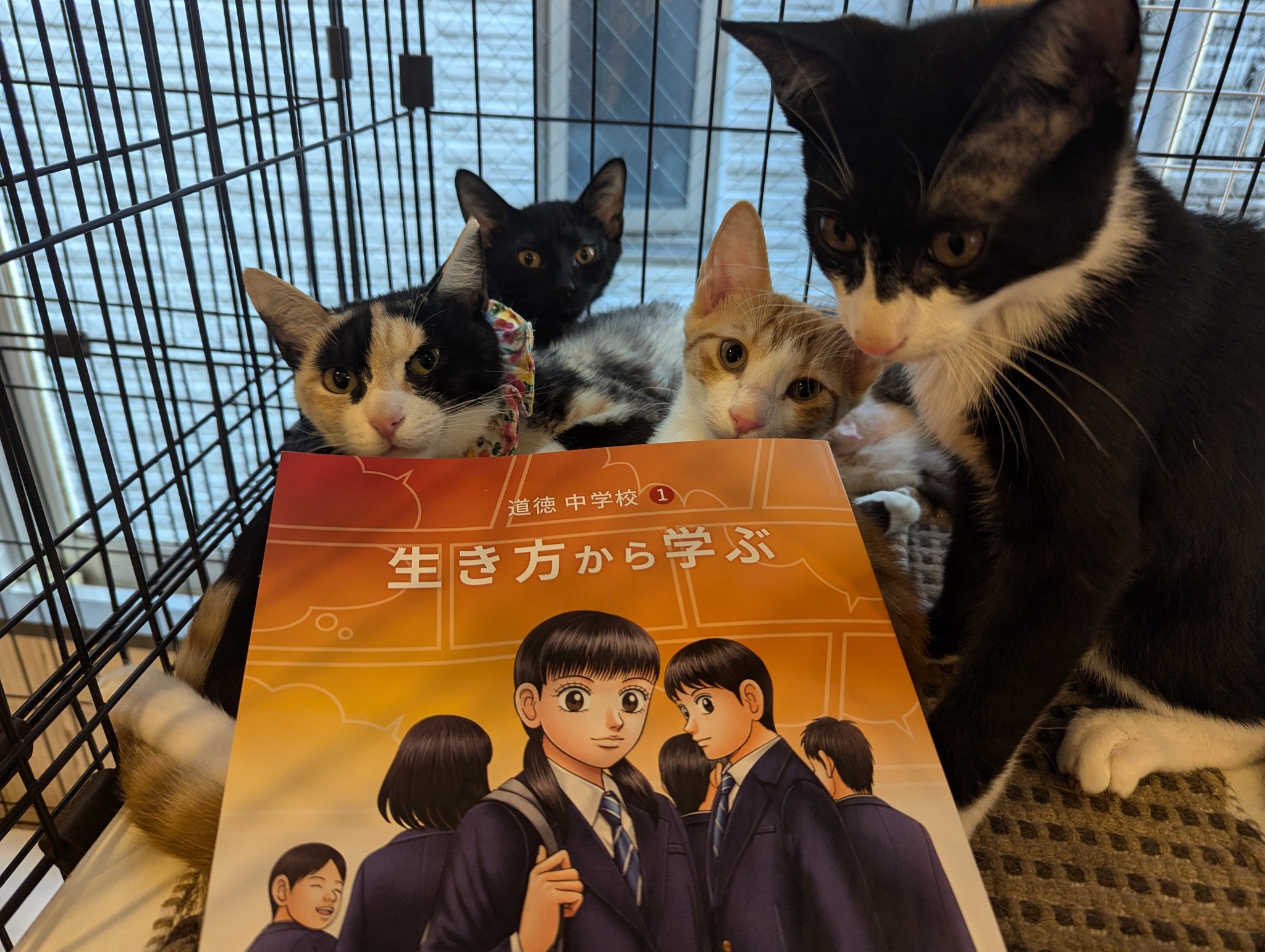 にゃん汰　0916 ニャン汰様専用 にゃん汰様専用 にゃん汰様専用 0916 にゃん太通販