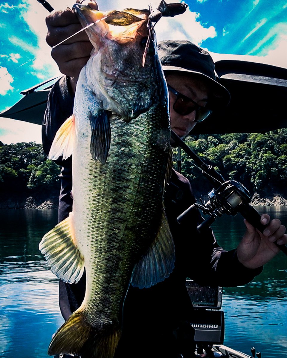 lifegraph_woody's tweet image. 台風前、16mくらいのディープにて。

ミスティック6.5をフォールでボトムまで沈めると、着底くらいで食ってました。

シミーフォールで追いかけてた感じ。

#3pct 
#MYSTIK65 
#ワーム 
#池原ダム 
#バスフィッシング