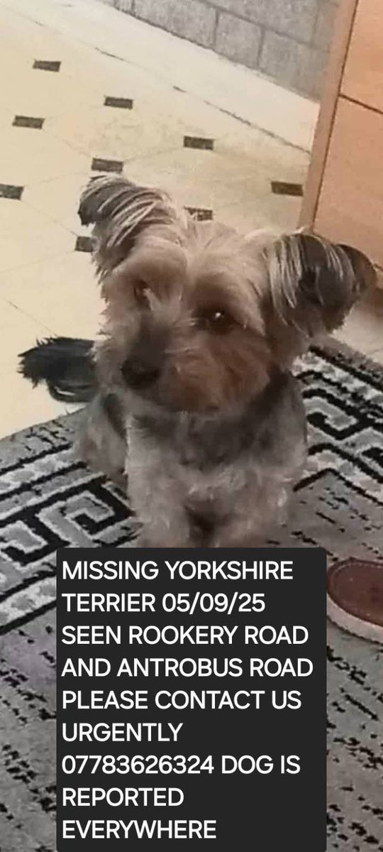 This is horrifying🤬 extremely woŕrying &amp; upsetting news on Bombel, old &amp; sick missing yorkie

Owner has been told Bombel was picked up by a man in Rookery Road B21.He was then snatched from the hands of this man by a thief claiming Bombel was his dog &amp; threw him in the trunk 1/2