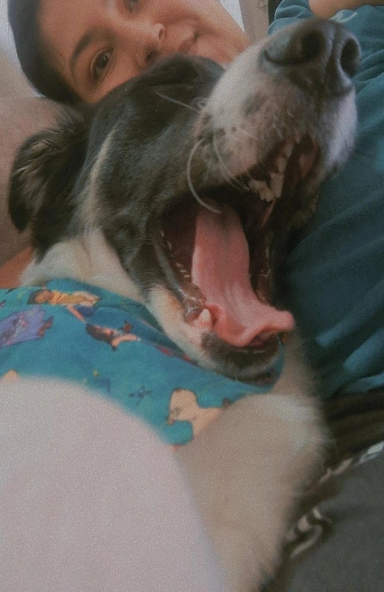 AngiP2231's tweet photo. @twaniimals Arya♡ https://t.co/Xg3h3SM01w