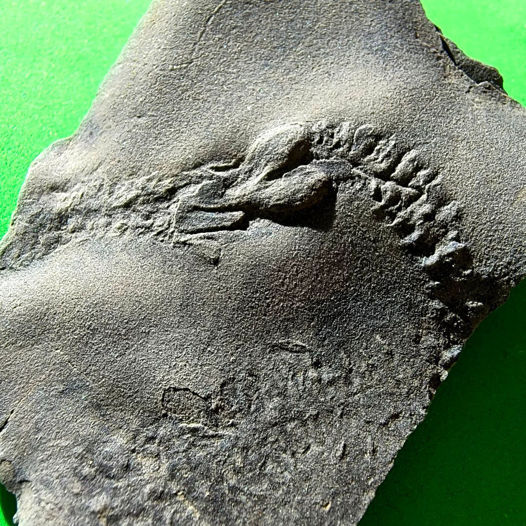 ABaucon's tweet image. Fossil burrows, borings, trails, coprolites... How can these trace fossils broaden our scientific understanding? By providing unique insights into #behaviour, they inform beyond what body #fossils (e.g., #shells and bones) offer. Want to dive deeper? Follow me!