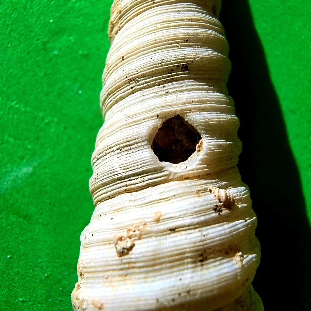 ABaucon's tweet image. Fossil burrows, borings, trails, coprolites... How can these trace fossils broaden our scientific understanding? By providing unique insights into #behaviour, they inform beyond what body #fossils (e.g., #shells and bones) offer. Want to dive deeper? Follow me!