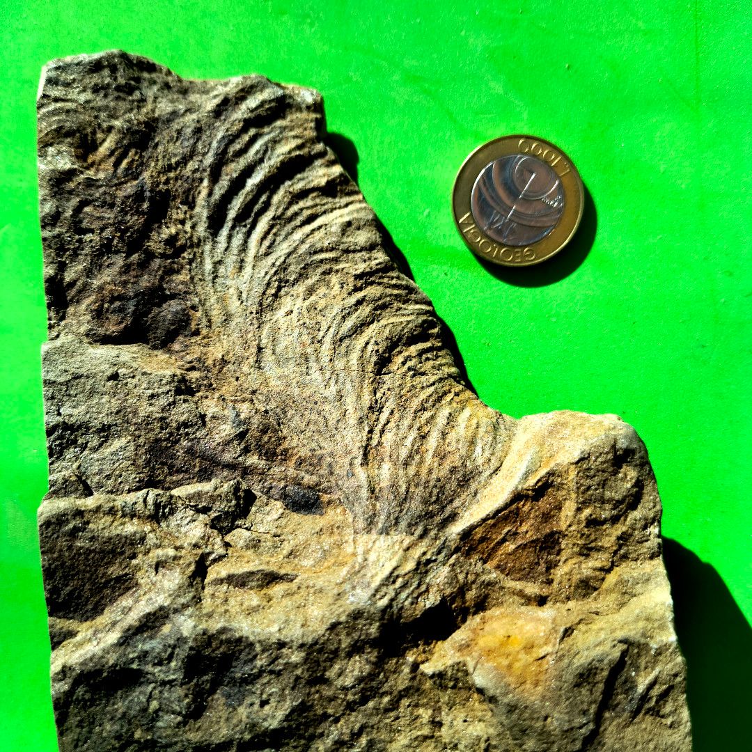 ABaucon's tweet image. Fossil burrows, borings, trails, coprolites... How can these trace fossils broaden our scientific understanding? By providing unique insights into #behaviour, they inform beyond what body #fossils (e.g., #shells and bones) offer. Want to dive deeper? Follow me!