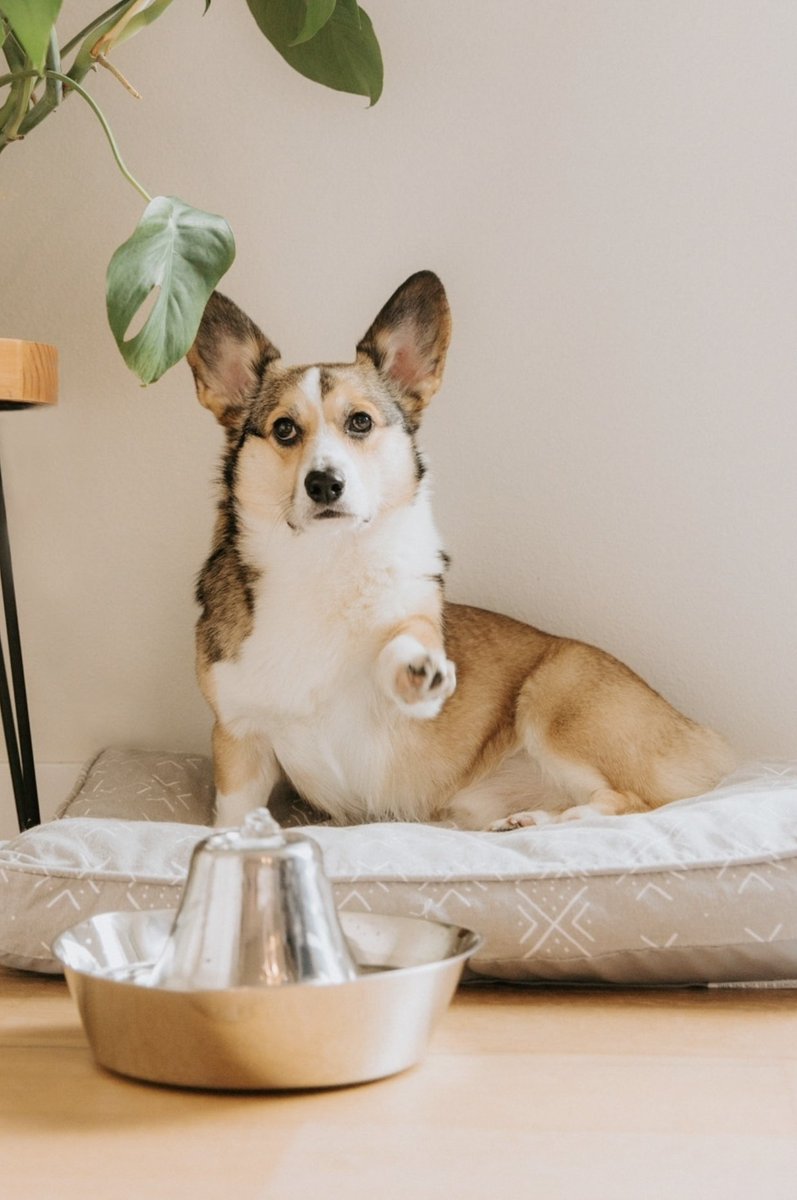 C'est ma fontaine ! 😅 💦 
📸 korgothecorgi
➡️ tinyurl.com/4vstudwv #PetSafeFr #PetSafefontaine #HydratationAnimale