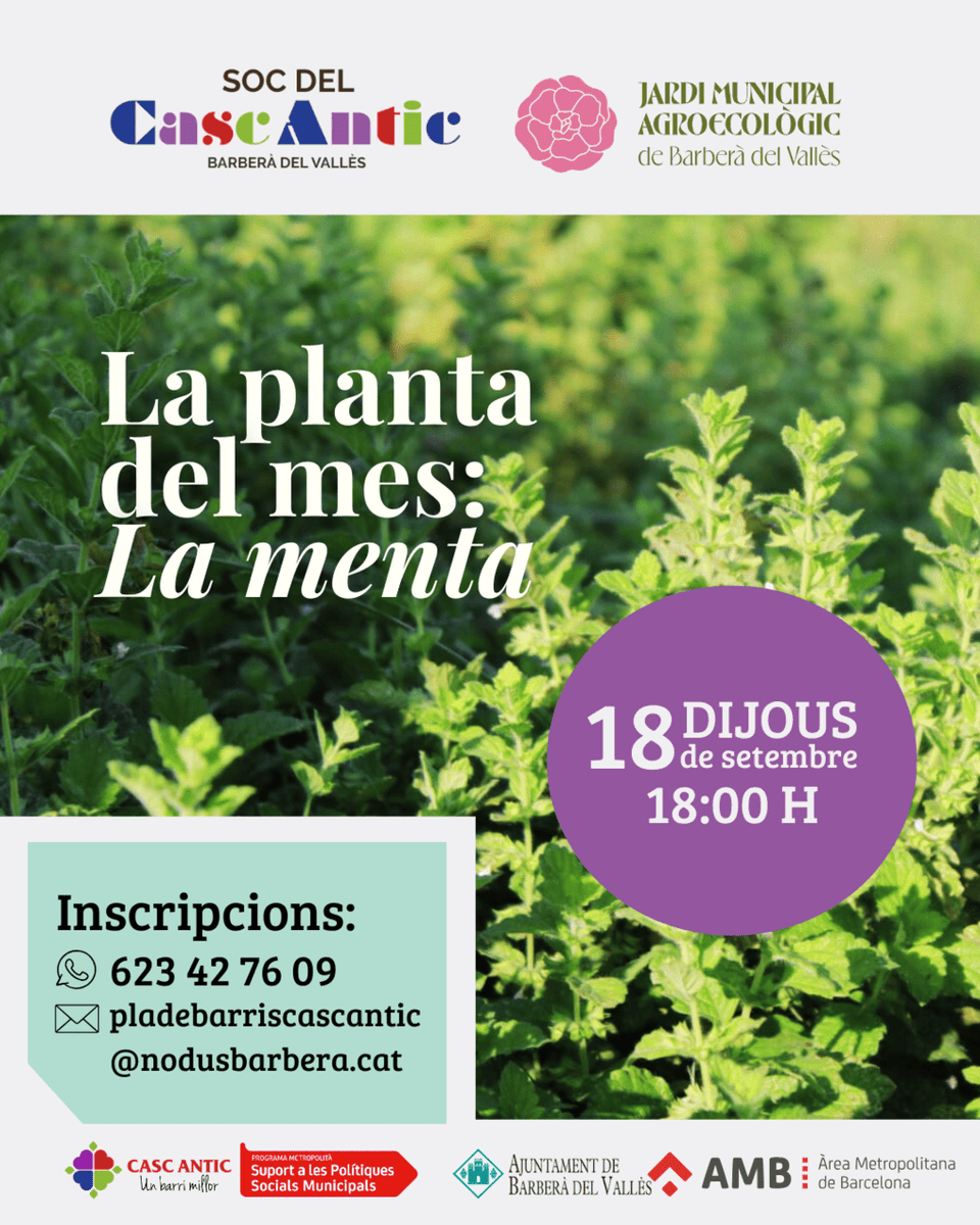 Ajuntament de Barberà del Vallès (@ajuntamentbdv) on Twitter photo 🌱 El 18 de setembre, el Jardí Municipal Agroecològic dedica #LaPlantaDelMes a la menta
🍃Descobreix com recollir-la, destil·lar-ne l’oli essencial i tots els seus usos i propietats.
✅ Gratuït
📩 Inscripcions: plabarriscascantic@nodusbarbera.cat / WhatsApp 623 42 76 09 🌱 El 18 de setembre, el Jardí Municipal Agroecològic dedica #LaPlantaDelMes a la menta
🍃Descobreix com recollir-la, destil·lar-ne l’oli essencial i tots els seus usos i propietats.
✅ Gratuït
📩 Inscripcions: plabarriscascantic@nodusbarbera.cat / WhatsApp 623 42 76 09
